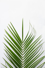green palm leaf on light background,with copy space