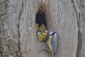 Birds