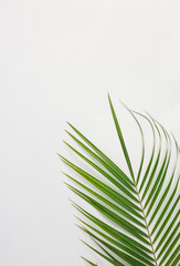 Green palm leaf on light background with copy space