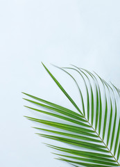Green palm leaf on blue background with copy space