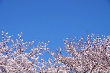 桜と青空