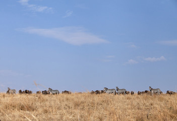 Fototapeta na wymiar Animal grazing in the savannah, Masai Mara