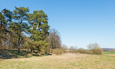 An old pine forest on the edge of a field with a blue sky on the horizon. Pine forest on the border with the field in the early spring