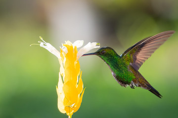 Glittering green Copper-rumped hummingbird, Amazilia tobaci, feeding on a bright yellow Shrimp...