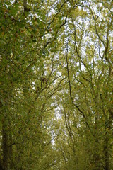 ヨーロッパの木々