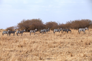 Naklejka premium Zebras on hillock with dry grasses