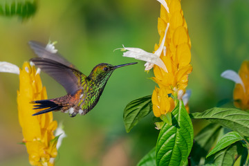 A Copper-rumped hummingbird feeds on the yellow Shrimp Plant.