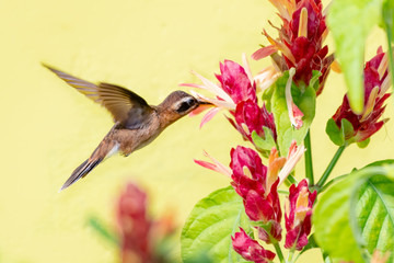 A Little Hermit hummingbird feeds on the Shrimp Plant in a tropical garden.
