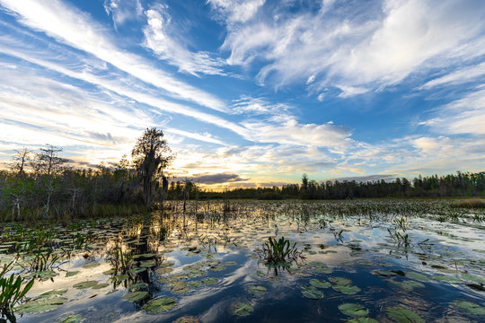 Okefenokee swamp sunset