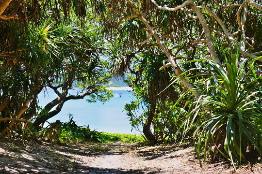 Tropical vegetation flanking a path to the beach on Zamami, Okinawa