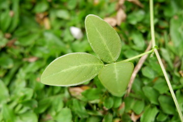 green leaves with dew on it