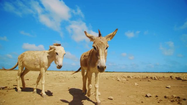 Slow motion close up follow shot of two cute brown donkeys walking together in a rural field in Bonaire, Caribbean