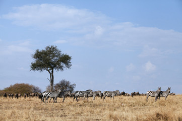Fototapeta na wymiar Animal grazing in the savannah of Masai Mara