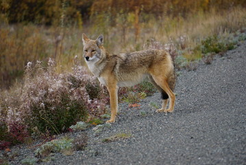 Coyote in North America