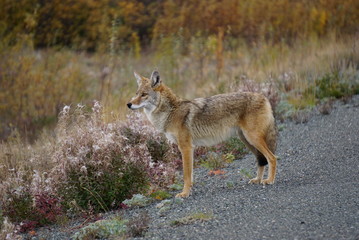 Fototapeta na wymiar Coyote in North America
