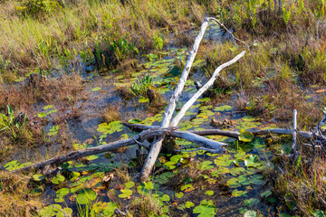 Dead trees piled in swamp