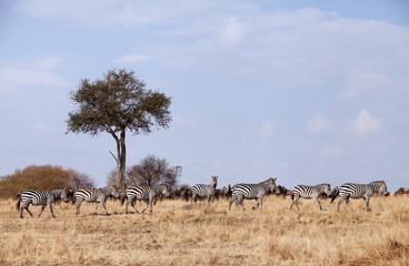 Fototapeta na wymiar Zebras grazing in the savannah of Masai Mara