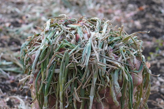 Onion Farm