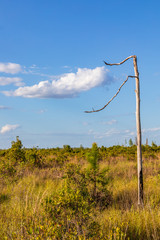 Single dead tree with two limbs encircling cloud