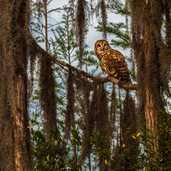 Barred Owl on tree limb in swamp