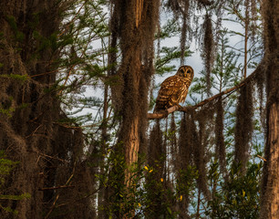Barred Owl on tree limb in swamp