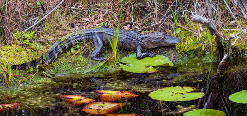 Closeup of small alligator lying on bank