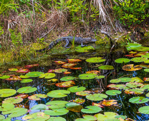 Small alligator on okefenokee swamp bank, with lily pads in foreground.