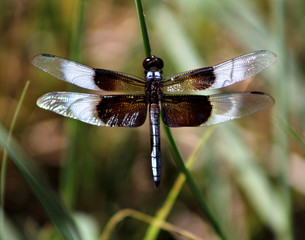 Close up picture of a dragonfly on a green stem taken at Inks Lake, TX with patches of reflected light on its wings.