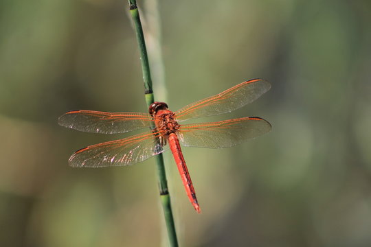 Close-up picture of an orange dragonfly on a green stem