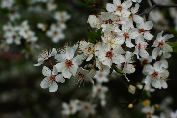 wiosenny spacer,kwiaty jabłoni ogrody i pola ,symbole wiosny