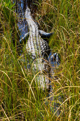 Alligator lying in grassy swamp