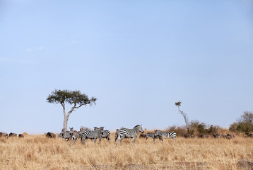 Naklejka na ściany i meble Animal grazing in the savannah of Masai Mara
