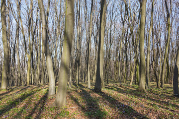 Beech forest in the early spring, view from the middle