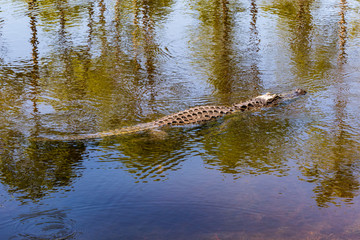 Alligator swimming in Okefenokee swamp