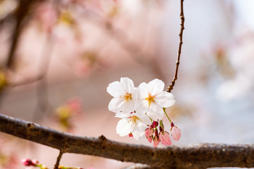 Cherry blossom in spring for background or copy space for text