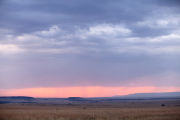 Silhouette of wildebeest moving in Masai Mara wildlife century