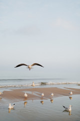 Seagull