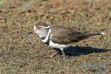 Gravelot à triple collier,.Charadrius tricollaris, Three banded Plover