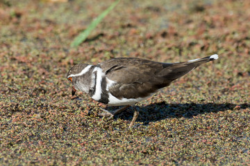 Gravelot à triple collier,.Charadrius tricollaris, Three banded Plover