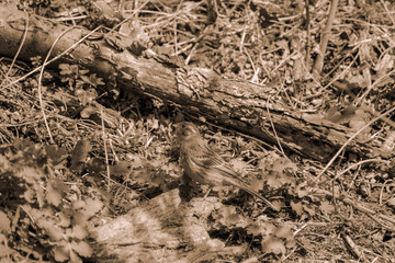 Kleiner Vogel am Waldboden 