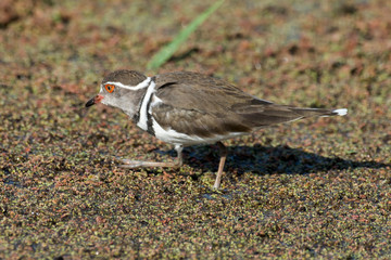 Gravelot à triple collier,.Charadrius tricollaris, Three banded Plover