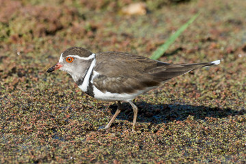 Gravelot à triple collier,.Charadrius tricollaris, Three banded Plover