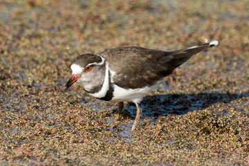 Gravelot à triple collier,.Charadrius tricollaris, Three banded Plover