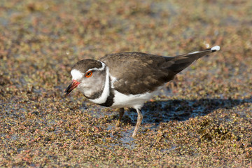 Gravelot à triple collier,.Charadrius tricollaris, Three banded Plover