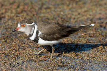 Gravelot à triple collier,.Charadrius tricollaris, Three banded Plover