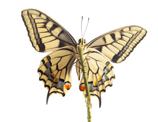 Naklejka premium machaon butterfly with open wings in, top view, isolated on white