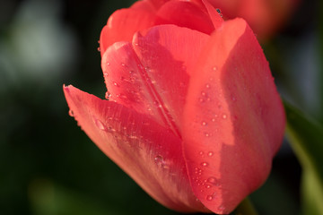 Water drops on red tulip flower petals