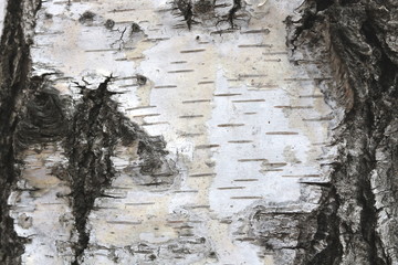 pattern of birch bark with black birch stripes on white birch bark and with wooden birch bark...