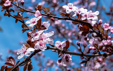 Fototapeta premium Beautiful Cherry Blossom