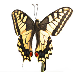 machaon butterfly with open wings in, top view, isolated on white